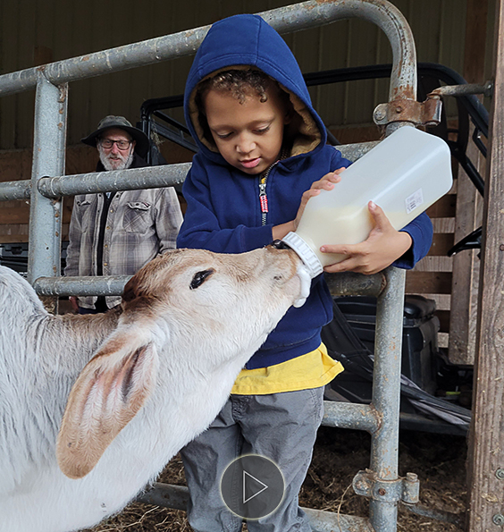 Child bottle feeding calf