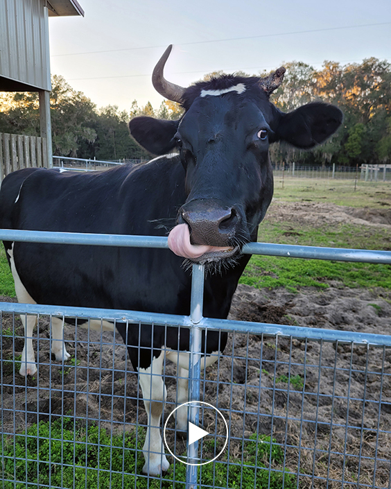 Lila the rescued cow.