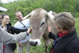 Pittsburgh devotees visit Madhava the ox.
