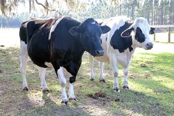 Vegan and Kalindi, two rescued dairy cows with stories to tell.