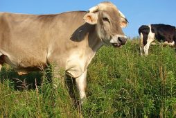 Madhava the protected Brown Swiss ox
